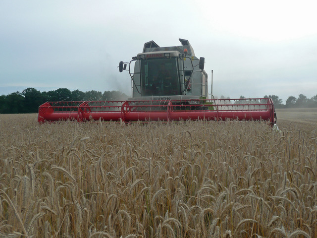 Image_Hybrid Rye Image_Hybrid rye
