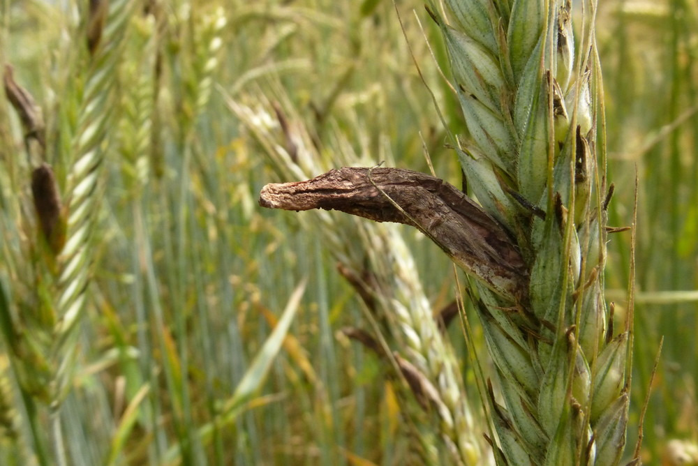 Typical ergot in rye