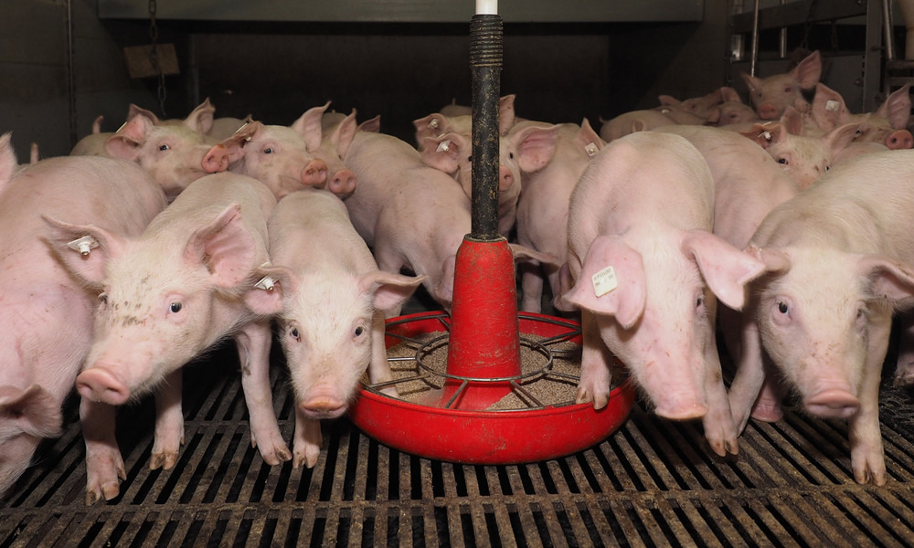 Animal feed without restriction - higher efficiency in pig fattening