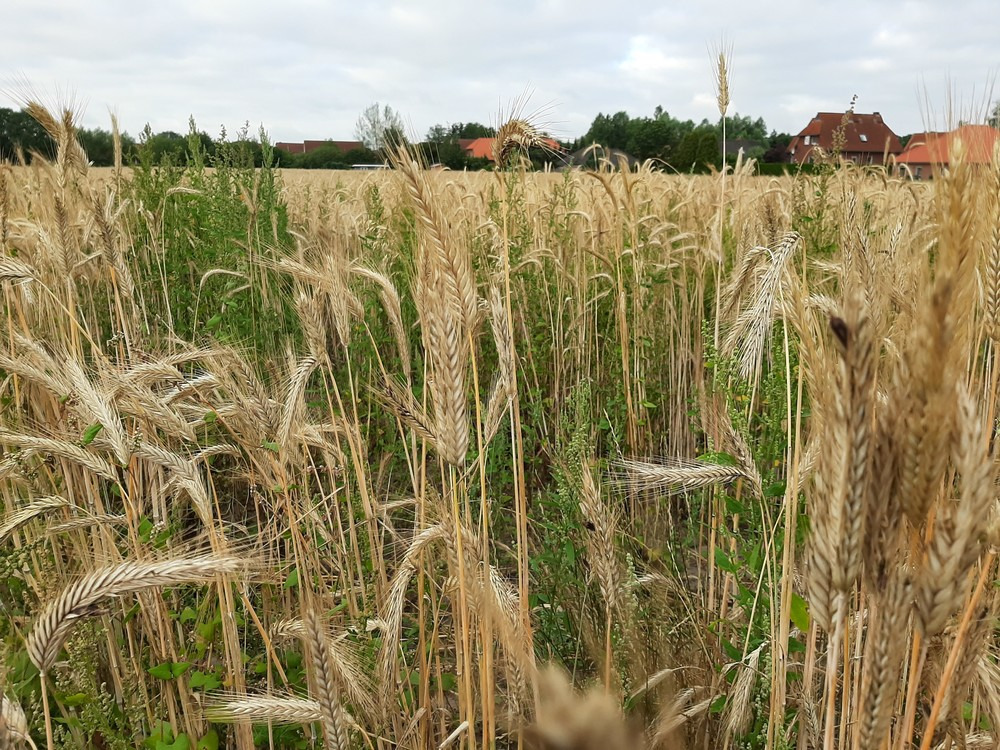 Feed ration planning with cereals - what is important?