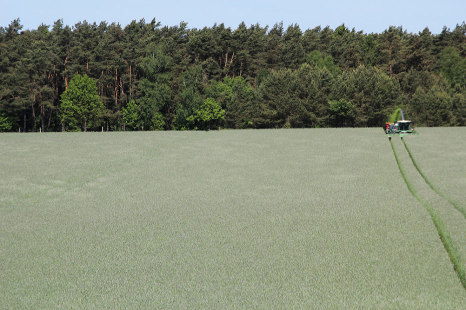 Rye shows advantages in regard to climate change HySeed Hybrid Grain