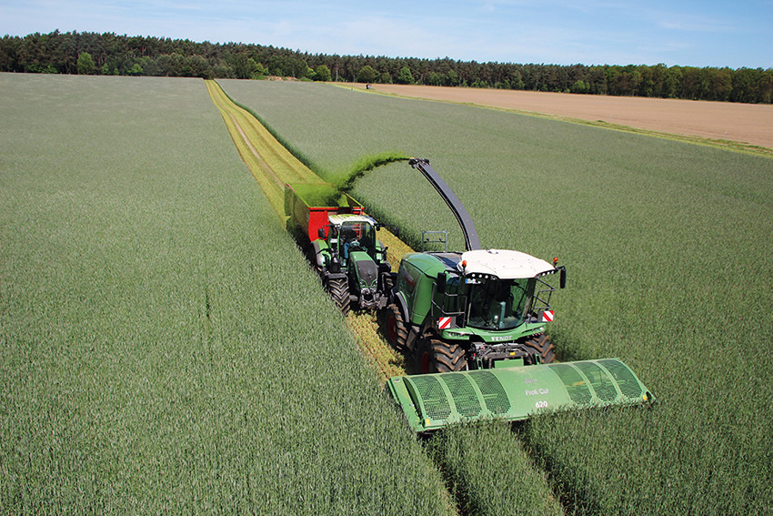 Wholecrop silage: When is wholecrop rye silage worthwhile?