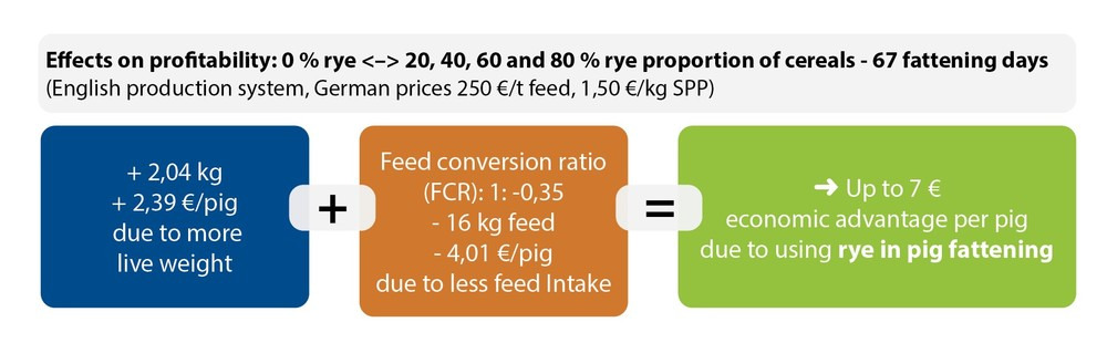 effects of profitability of rye in pig feeding