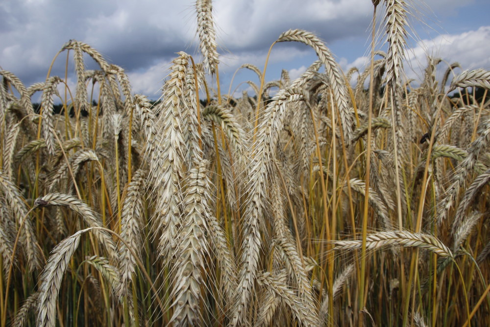 Feed ration planning with cereals - what is important?