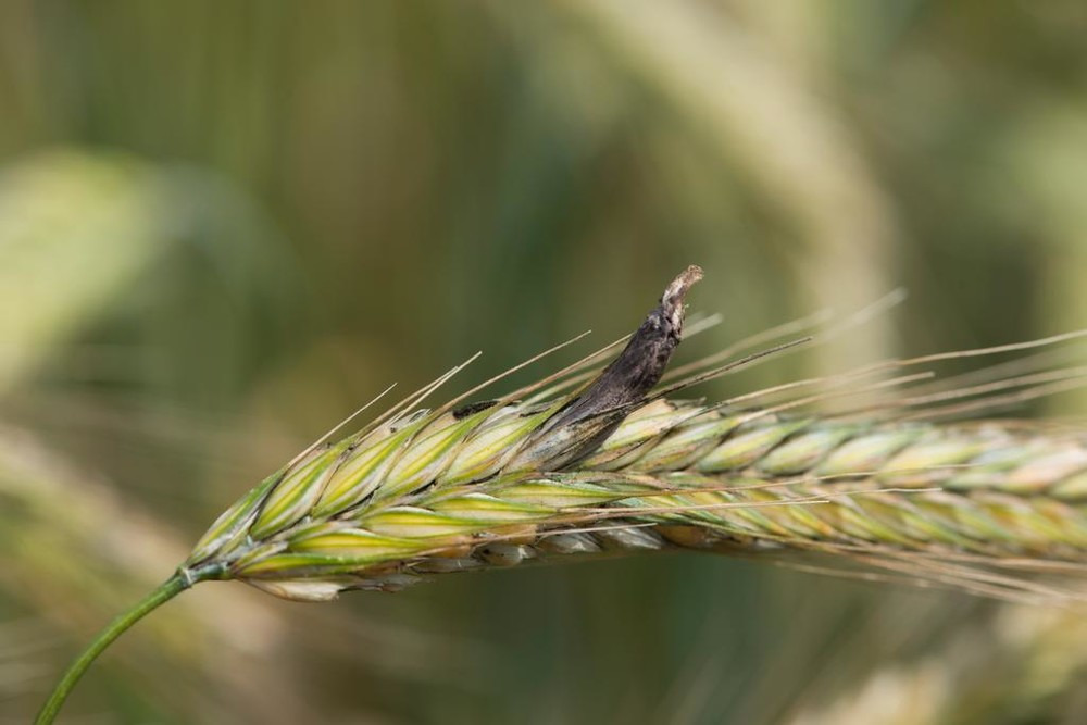 Hybrid rye: Are ergot classifications realistic?