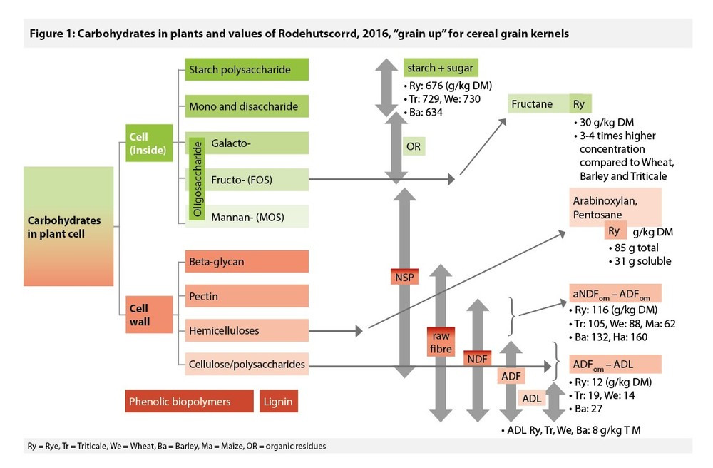 Carbohydrates in the plant