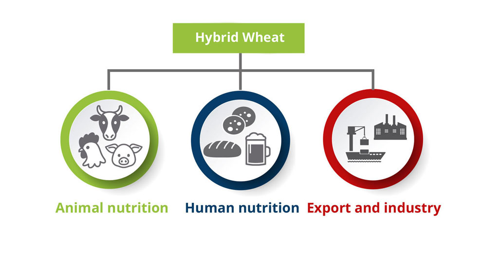 Possible uses of Hybrid Wheat