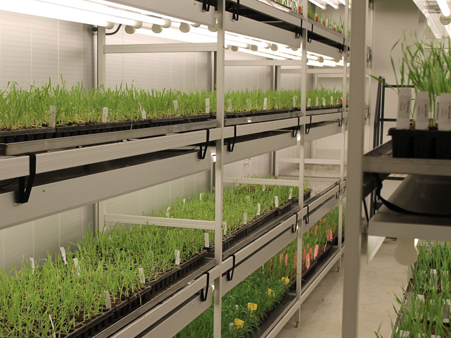 Barley seedlings in a vernalisation chamber