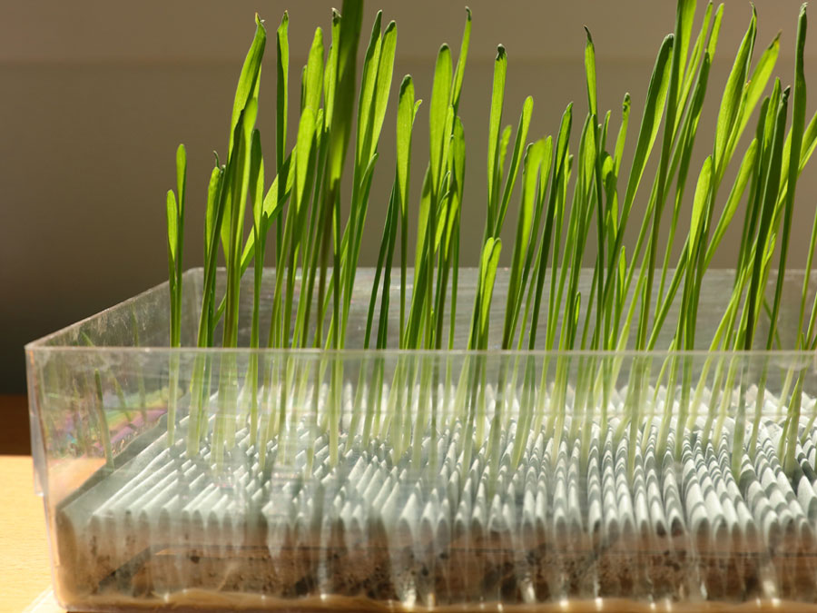 Germination test done with hybrid barley seedlings