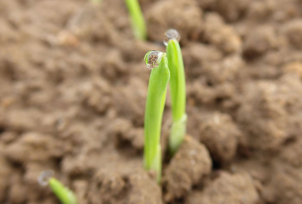 Emerging barley