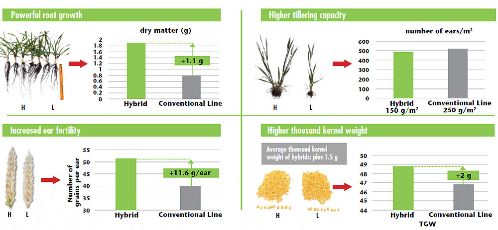 HySeed Hybrid Wheat is an Efficient Crop