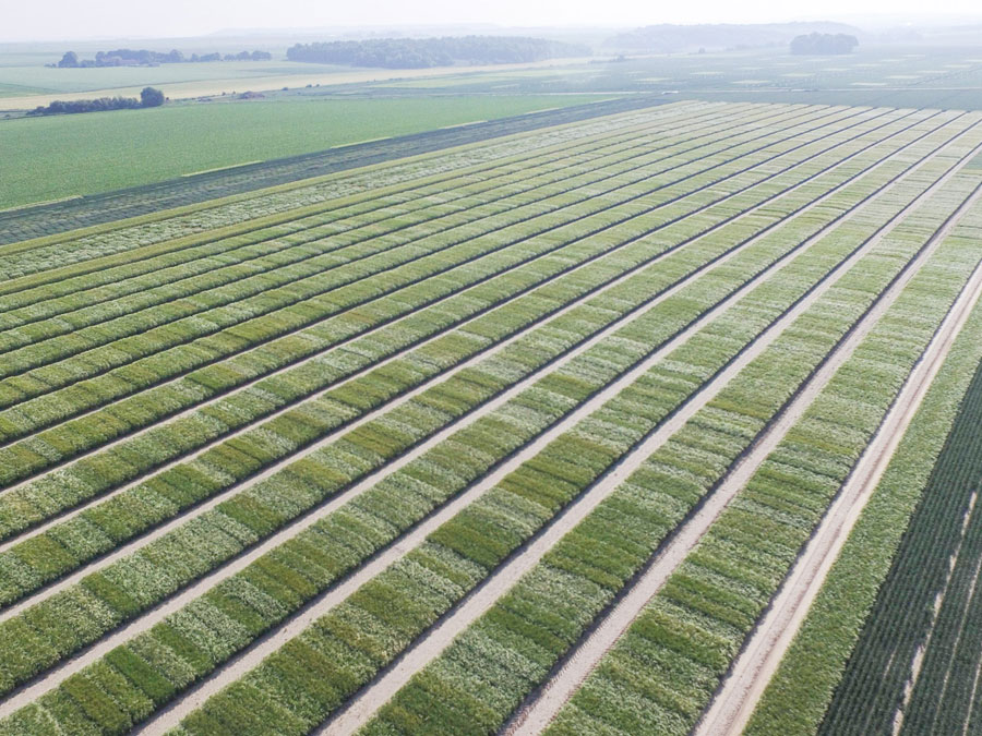 Hybrid barley breeding nursery in northern France