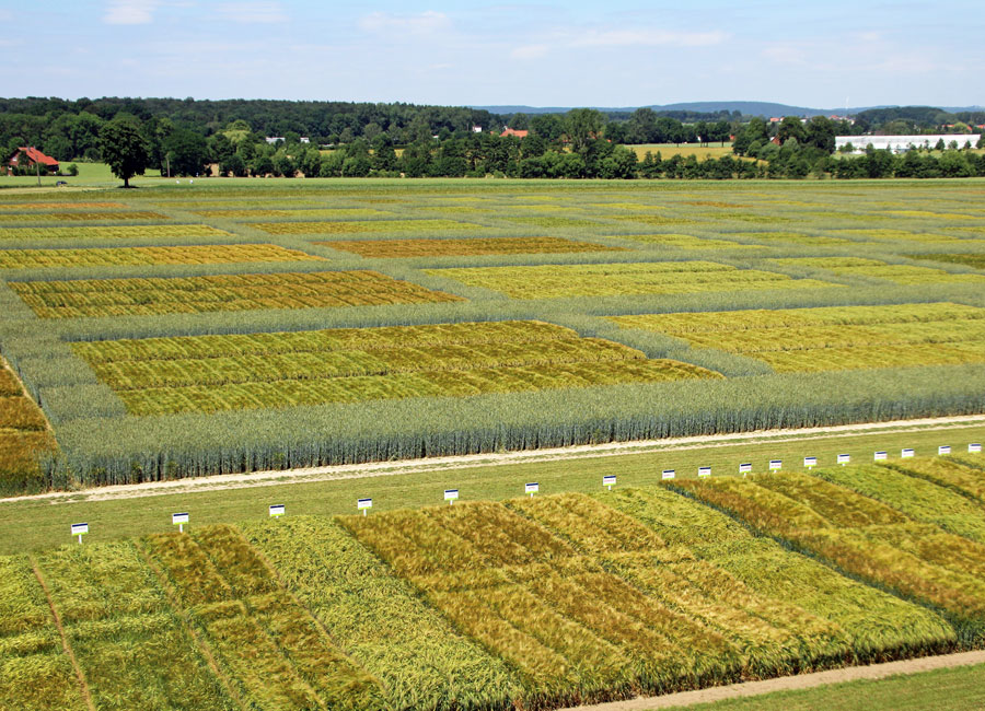 Hybrid barley breeding trials