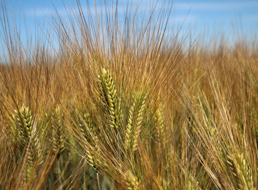 Hybrid barley F1 seeds in practice