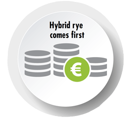 Hybrid rye comes first