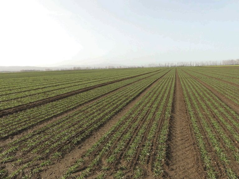 Nursery of Hybrid Wheat