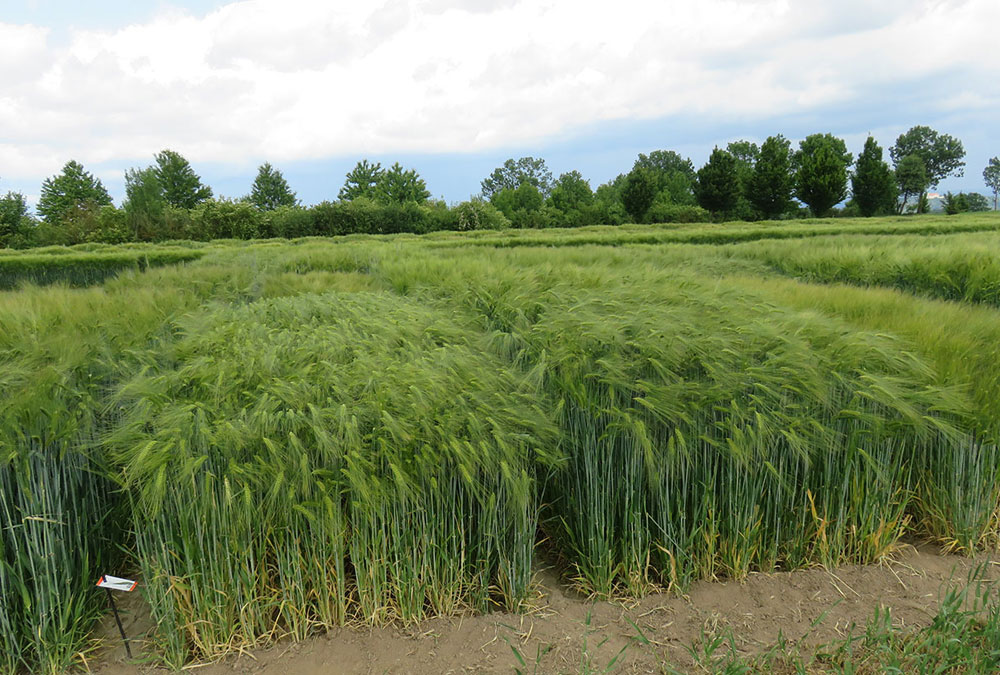 Small plot technology trial