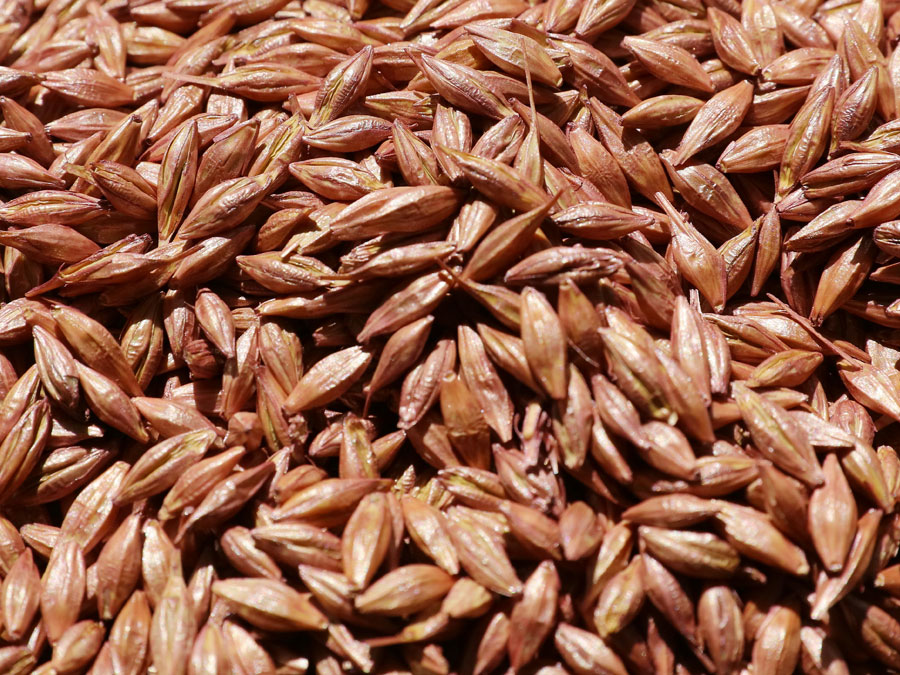 Treated hybrid barley seeds