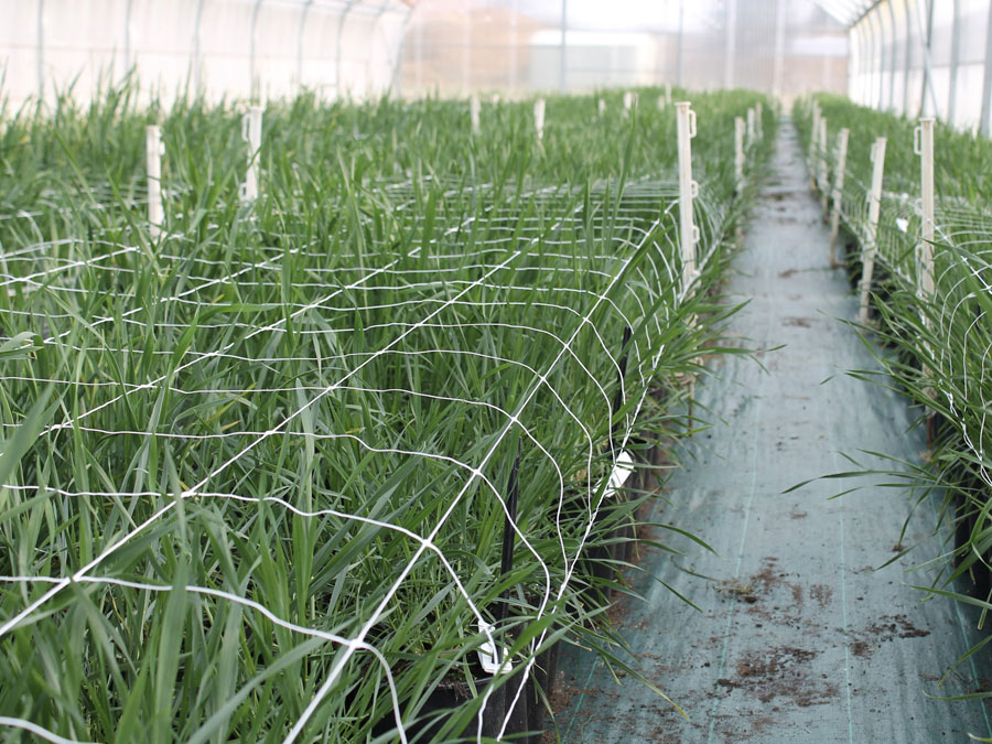 Young barley plants in a greenhouse
